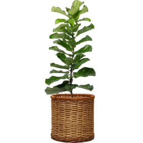 ficus-lyrata