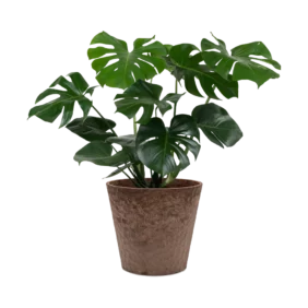 monstera-deliciosa